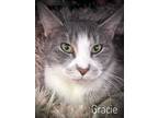 Adopt Gracie a Gray or Blue (Mostly) Domestic Shorthair (short coat) cat in
