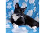 Adopt Amigo a Black & White or Tuxedo Domestic Shorthair (short coat) cat in