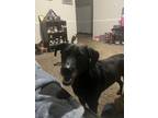 Adopt Chrissy a Black - with White Labrador Retriever / Mixed dog in Hoover