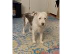 Adopt Bleu a White - with Black American Staffordshire Terrier / Shih Tzu /