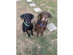 Adopt Scoop and Simba a Brown/Chocolate - with Black Labrador Retriever / Mixed