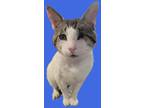 Adopt Esteban a Domestic Shorthair / Mixed (short coat) cat in San Jacinto