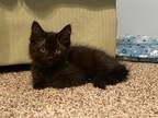 Adopt Julep a Domestic Mediumhair / Mixed (short coat) cat in Hoover