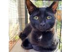 Adopt Janice a All Black Domestic Shorthair / Mixed (short coat) cat in