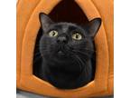 Adopt Mushu a All Black Domestic Shorthair / Mixed cat in West Palm Beach