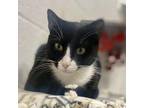 Adopt Zelda a All Black Domestic Shorthair / Mixed cat in Hopkinton