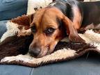 Adopt Sonic a Tricolor (Tan/Brown & Black & White) Beagle / Mixed dog in