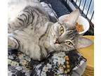 Adopt Maisie a Domestic Shorthair / Mixed (short coat) cat in Ft.