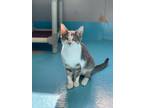 Adopt Cameo a Domestic Shorthair / Mixed (short coat) cat in Glenfield