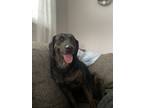 Adopt Zsa Zsa a Brindle Labrador Retriever dog in Castle Rock, CO (38582240)