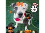 Adopt BETTY a Black American Pit Bull Terrier / Mixed dog in Las Vegas