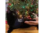 Adopt Buttercup a All Black Domestic Shorthair cat in Chapel Hill, NC (38761122)