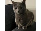 Adopt Stella a Gray or Blue (Mostly) Domestic Shorthair cat in Chapel Hill