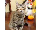 Adopt Cortex a Tan or Fawn Domestic Shorthair / Mixed cat in Wichita