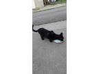 Adopt Skinny a Black (Mostly) Domestic Shorthair / Mixed (short coat) cat in