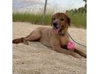 Adopt Popeya a Irish Setter / Mixed dog in Phoenix, MD (38607887)