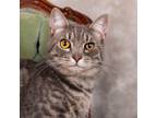 Adopt Sugar a Gray or Blue Domestic Shorthair / Mixed cat in Cincinnati