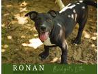 Adopt Ronan a Black - with White Boston Terrier / Labrador Retriever dog in