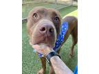 Adopt Trevino - VIP a Brown/Chocolate American Pit Bull Terrier / Mixed dog in
