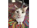 Adopt Marsha a Domestic Shorthair / Mixed (short coat) cat in Kettering