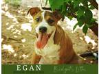 Adopt Egan a Red/Golden/Orange/Chestnut - with White Boston Terrier / Labrador