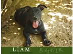Adopt Liam a Black - with White Boston Terrier / Labrador Retriever dog in