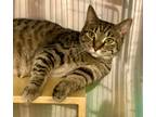 Adopt Marisa a Domestic Shorthair / Mixed (short coat) cat in Alpharetta