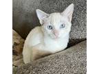 Adopt Yang a Spotted Tabby/Leopard Spotted Siamese / Mixed cat in Wichita