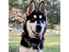 Adopt Woody a Black Siberian Husky / Mixed dog in Edinburg, TX (38530034)