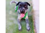 Adopt Uncaged Paws - Pepper a Gray/Silver/Salt & Pepper - with Black Mixed Breed