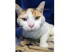 Adopt Ursula a White Domestic Shorthair / Domestic Shorthair / Mixed cat in Eau