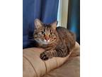 Adopt Sasha a Brown Tabby Domestic Shorthair / Mixed cat in Blue Springs