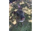 Adopt Barney a Brown/Chocolate American Pit Bull Terrier / Mixed dog in Baton