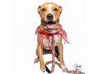 Adopt Kyson **Foster home** a Tan/Yellow/Fawn - with White Pit Bull Terrier /