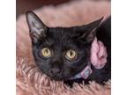 Adopt Sophie a All Black Domestic Shorthair / Mixed cat in San Antonio