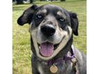 Adopt Xena a Black Siberian Husky / Mixed dog in Columbia Station, OH (38530246)