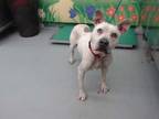 Adopt WENDY a White - with Brown or Chocolate American Pit Bull Terrier / Mixed