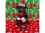 Adopt BEE a Brown/Chocolate Labrador Retriever / Rottweiler / Mixed dog in