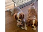 Cavalier King Charles Spaniel Puppy for sale in Corona, CA, USA