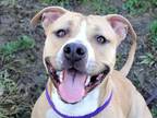 Adopt FANNY a Tan/Yellow/Fawn - with White American Pit Bull Terrier / Mixed dog