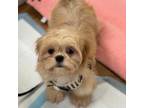 Shih Tzu Puppy for sale in Lewisville, TX, USA