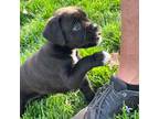 Boxer Puppy for sale in Bethalto, IL, USA