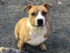 Adopt JINO a Brown/Chocolate - with White American Pit Bull Terrier / Mixed dog