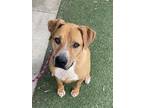 Adopt BUSTER a Tan/Yellow/Fawn Mixed Breed (Medium) / Mixed dog in San Pedro