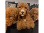 Coco RED GOLDENDOODLE