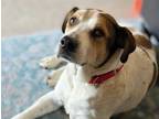 Adopt DOROTHY* a White - with Brown or Chocolate Australian Cattle Dog / Mixed