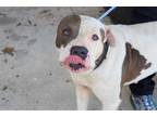 Adopt *HANK a White - with Gray or Silver American Pit Bull Terrier / Mixed dog