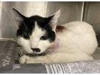 Adopt SUZY a White (Mostly) Domestic Shorthair / Mixed (short coat) cat in Los