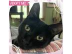 Adopt Casino a All Black Domestic Shorthair cat in Toms River, NJ (38724864)