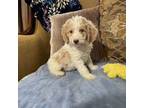 Goldendoodle Puppy for sale in Sevierville, TN, USA